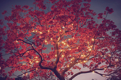 Lights in the Cherry Tree