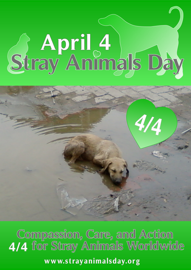 stray_animals_day_poster_png