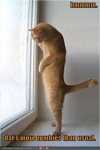 funny-pictures-cat-sees-many-zombies-from-window